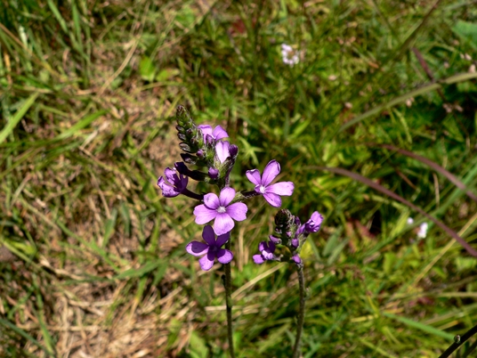 {Buchnera americana}